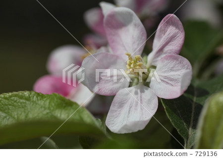 Apple flower 729136