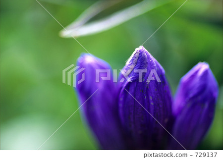 紫色的三個姐妹 729137