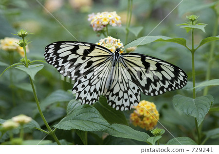 Butterfly 729241