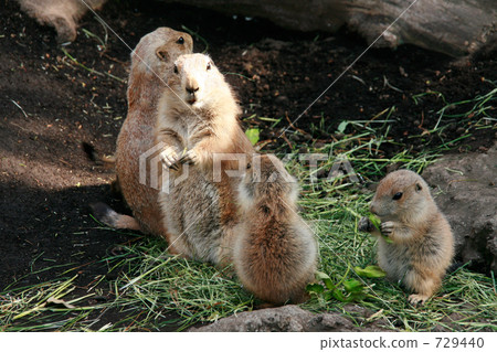 Prairie dogs with a family dining together 729440