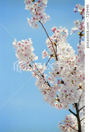 櫻花盛開 729446