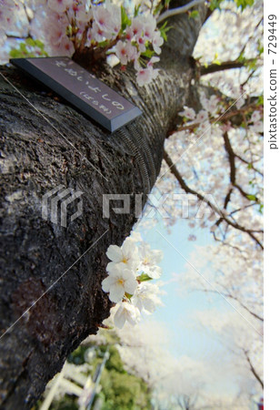 Cherry tree in full bloom Cherry tree in full bloom 729449