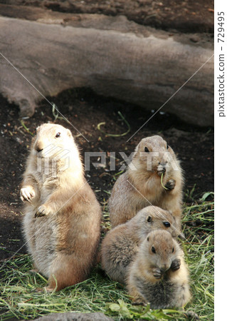 Prairie dog family in the meal 729495