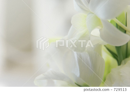 White orchid 729513