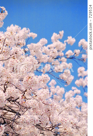 Cherry tree in full bloom  729514