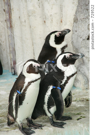 三隻企鵝 729522