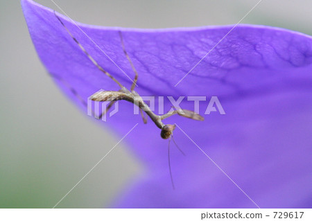 螳螂孩子的孩子 729617