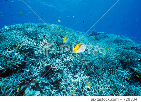 揚旛蝴蝶魚 珊瑚 島尻郡 729834