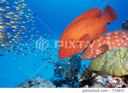 番茄岩鱈魚 擬金眼鯛 細長的擬金眼鯛 729841