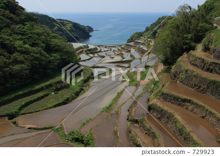 Hamanoura的水稻梯田 729923