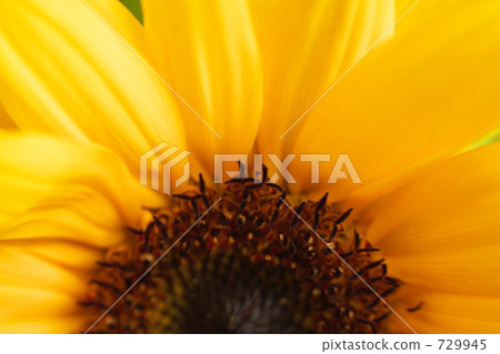 Sun Flower  729945