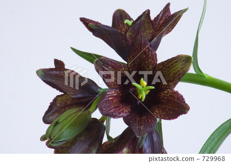 Black lily 729968