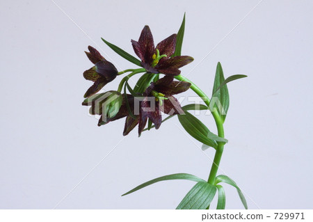 Black lily Black lily 729971