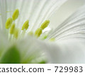 Celastium 729983