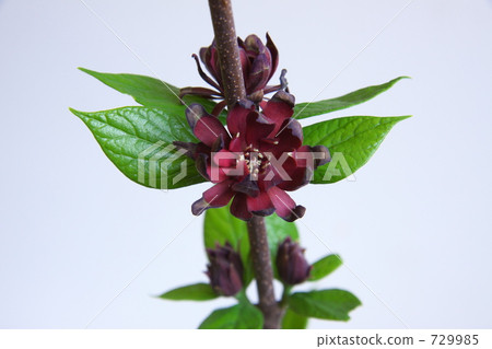 Kurobana Rubai 729985