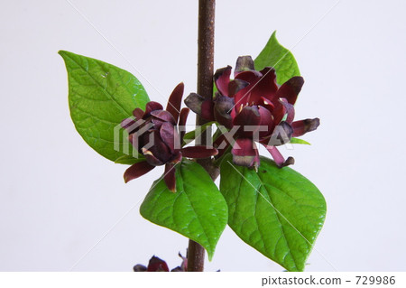 Kurobana Rubai 729986