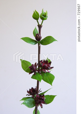 Kurobana Rubai 729987