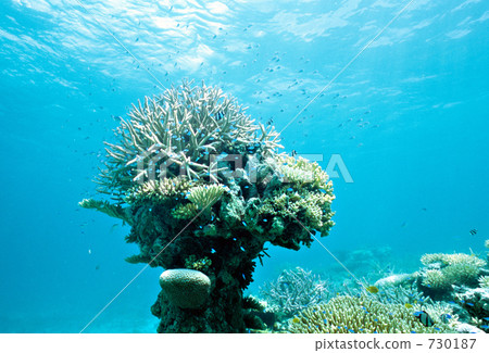 珊瑚 西表島 八重山諸島 730187