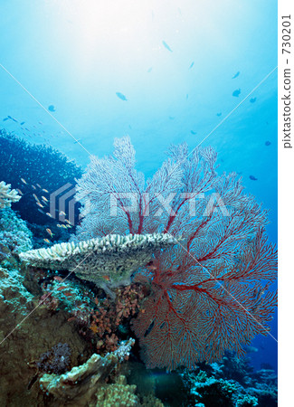 melithaea, coral, iriomote-jima 730201