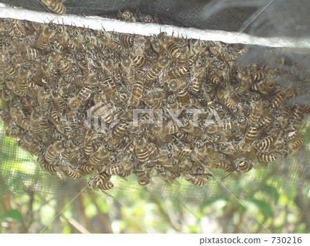 Japanese Honeybee Bee Japanese Honeybee Bee 730216