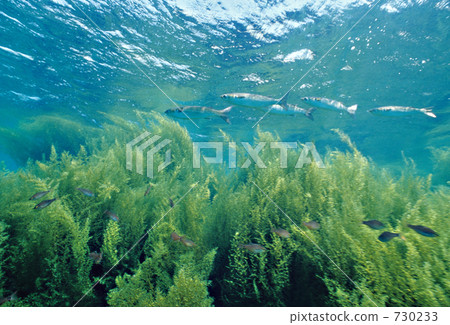 sargassum fulvellum, nishiizu, mullet 730233