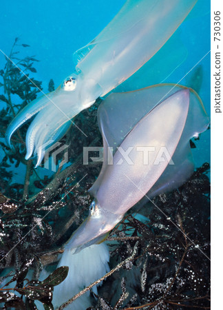 萊氏擬烏賊 橢圓形魷魚 海底的 730306