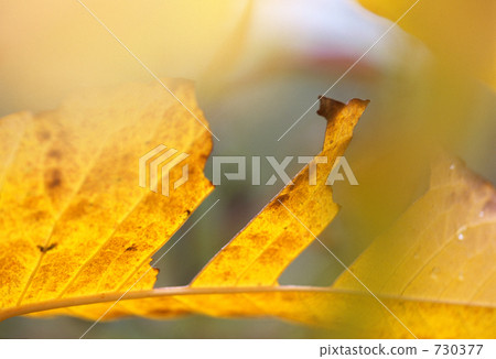 秋天結束 730377