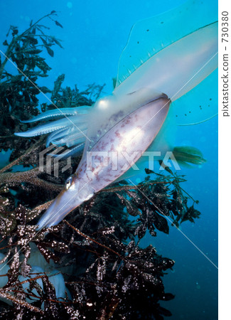bigfin reef squid, oval squid, nishiizu 730380
