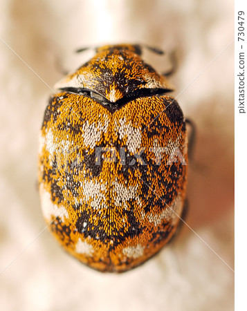 Himeumarukonbushi beetle Himeumarukonbushi beetle 730479