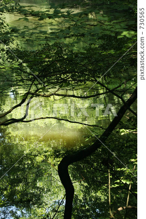 Jigokudani pond in fresh green Jigokudani pond in fresh green 730565