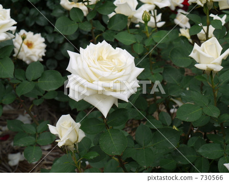 polar star, rose, roses 730566