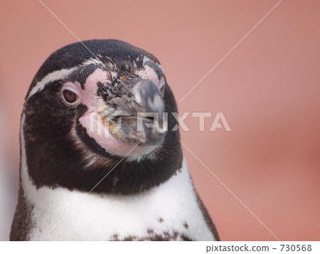 humboldt penguin, penguin, penguins 730568