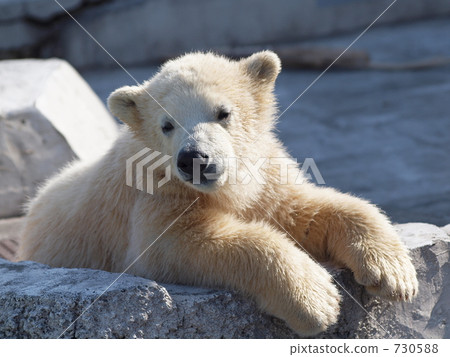 polar bear, Maritimu, maruyama zoo 730588