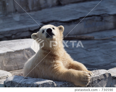 polar bear, Maritimu, maruyama zoo 730590