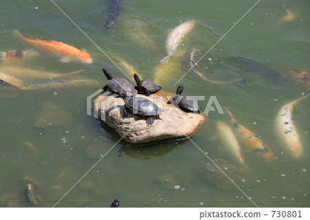 龜和鯉魚 龜和鯉魚 730801