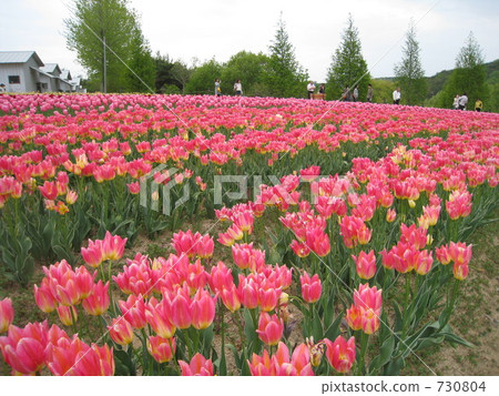 Tulip field of Sera Highland Ranch Tulip field of Sera Highland Ranch 730804