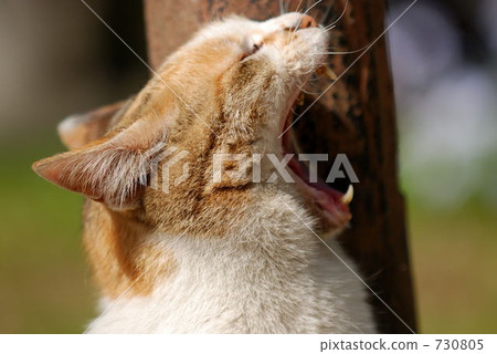 yawning, yawns, cat 730805