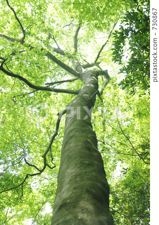 Fresh green beech tree 730867