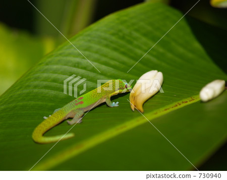 Gecco and green leaves 730940