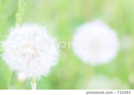 dandelion, fluff, fluffy 731093