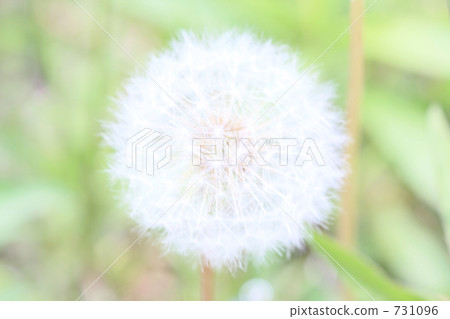 dandelion, fluff, fluffy 731096