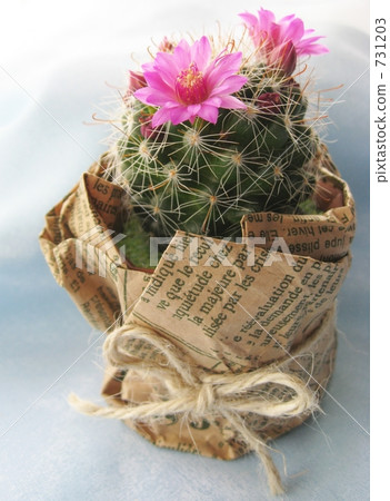 Cactus flowers Cactus flowers 731203