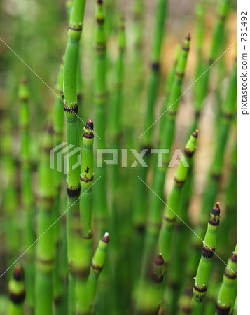 Toxa是一種草藥 Toxa是一種草藥 731492