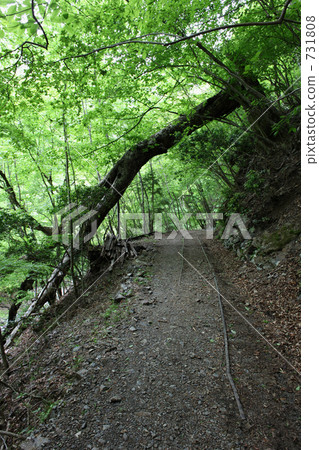 logging railways, logging railroads, hiking course 731808