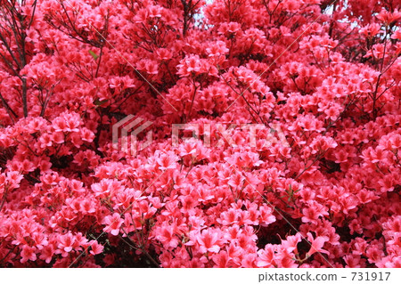 Katsuragiyama nature azusa garden Katsuragiyama nature azusa garden 731917