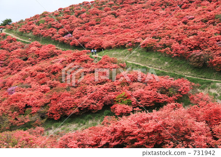 Azalea filling the mountain 731942