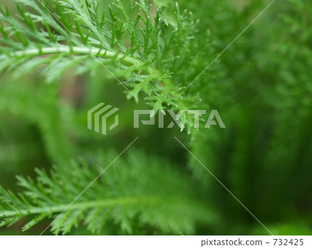 Leaf of Saw Palmetto 732425