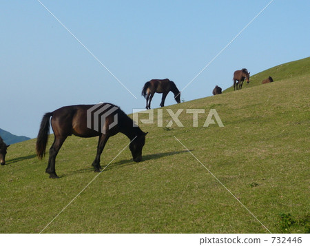 horse, herbage, pasture 732446