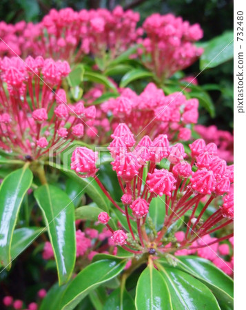 Kalmia Salah 732480