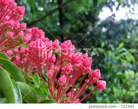 Kalmia Salah Kalmia Salah 732481